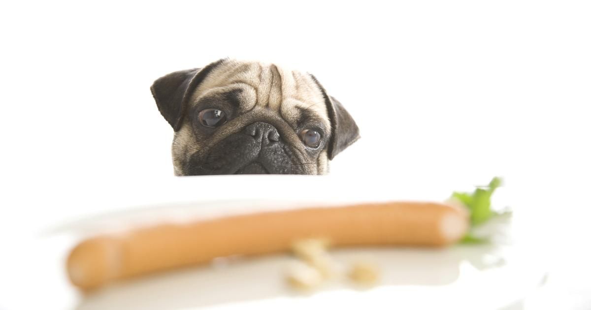 Des aliments à proscrire pour nos compagnons à poils