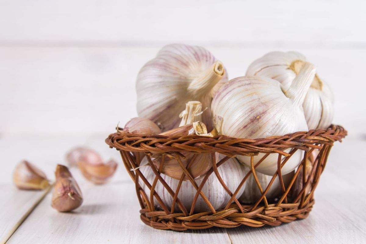 Les secrets de conservation de l'ail : comment éviter qu'il germe selon un expert