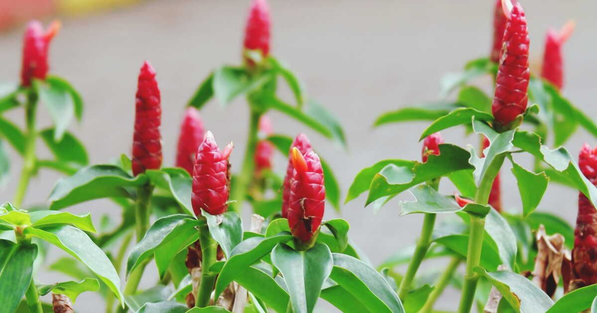 Le gingembre, l'épice aux mille vertus pour dynamiser vos plats