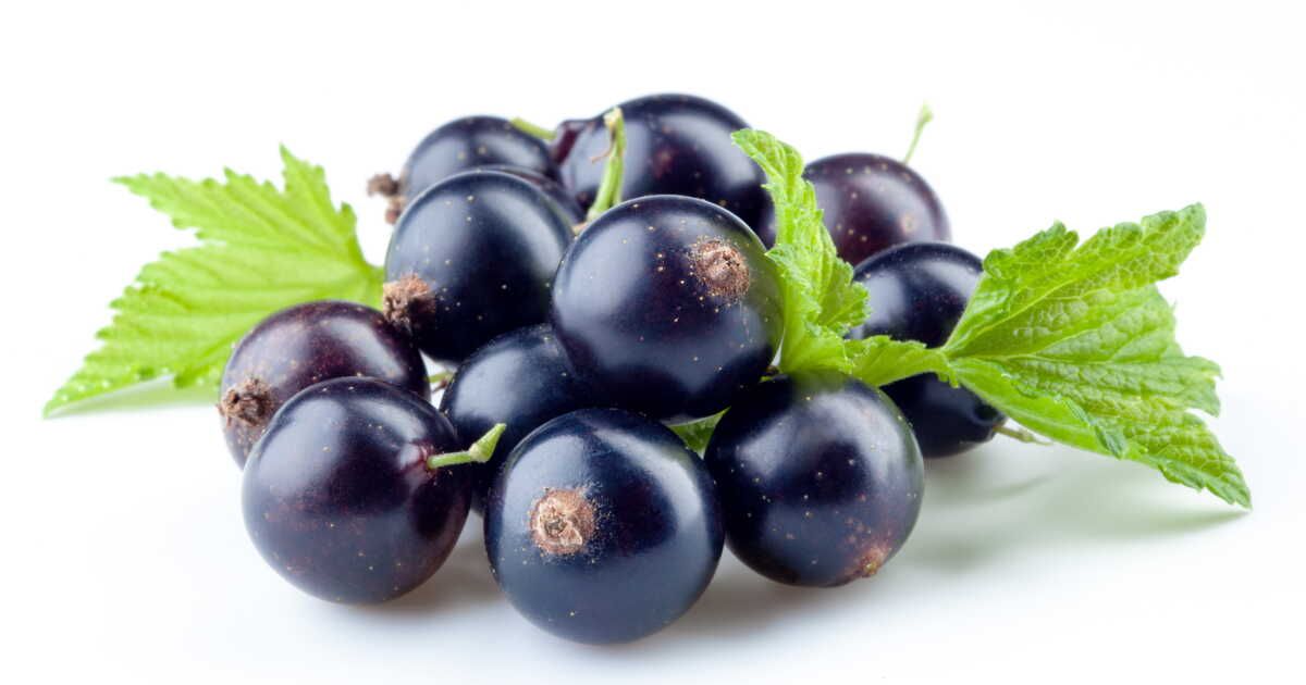 La crème de cassis : l'ingrédient star de vos cocktails