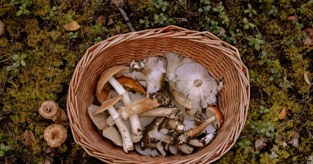 Pied de mouton : nos conseils pour le choisir, le conserver et le préparer