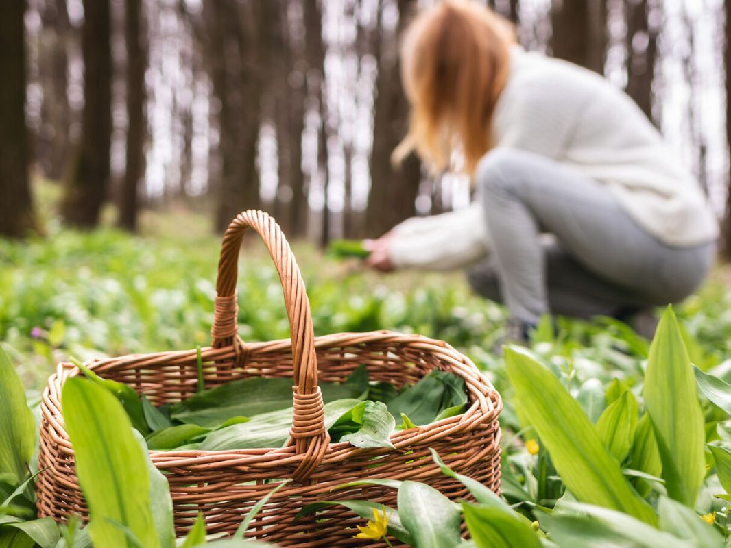 Ail des ours et colchique : attention aux dangers d'une confusion fatale