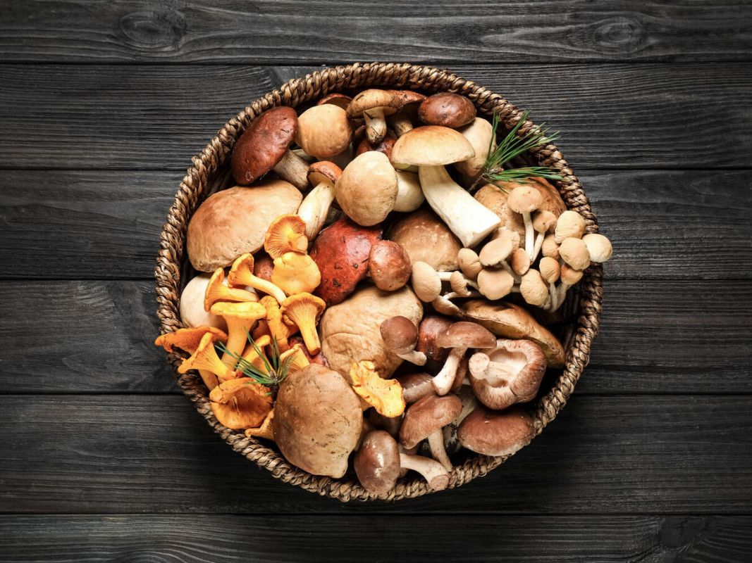 Les champignons : des alliés santé insoupçonnés à découvrir