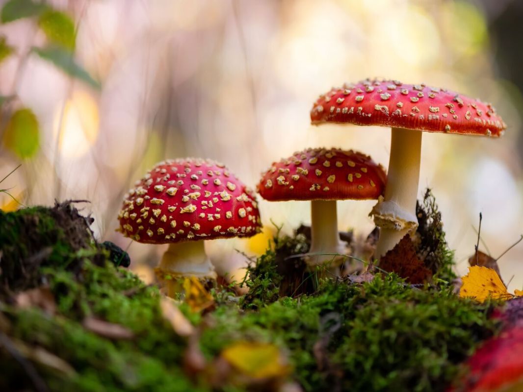 Des chercheurs pourraient avoir découvert un antidote contre l'amanite phalloïde