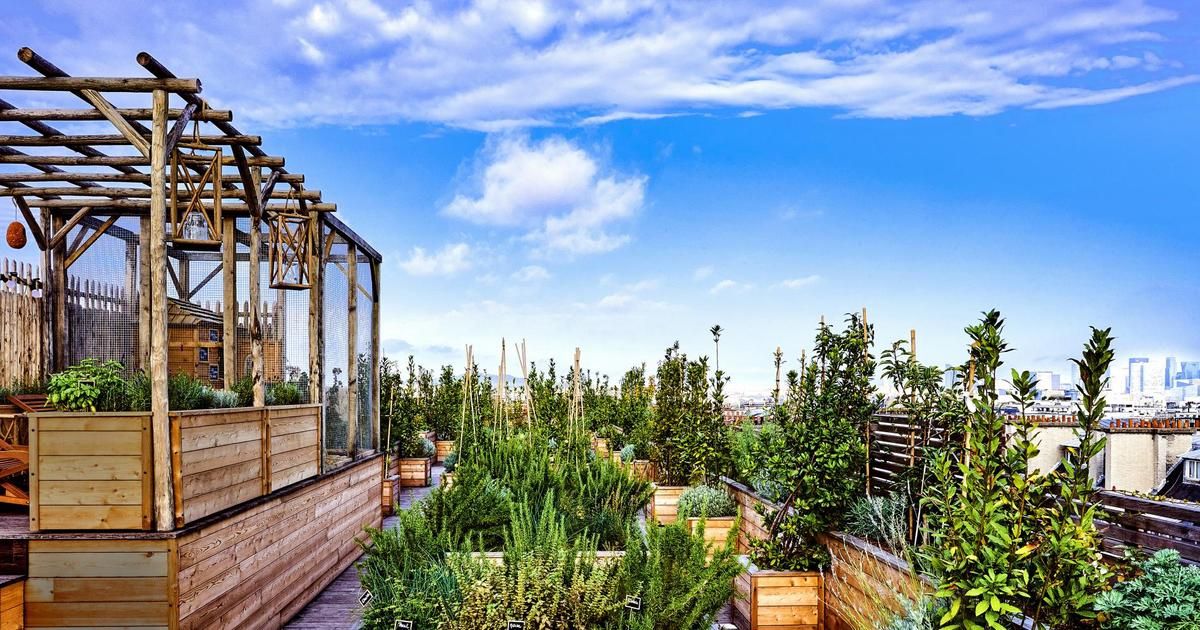 Les chefs étoilés redécouvrent la magie des potagers