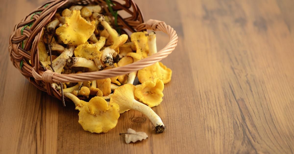 La méthode incontournable pour nettoyer les girolles