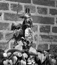 démystifier la cave bio : guide pour choisir des vins de qualité