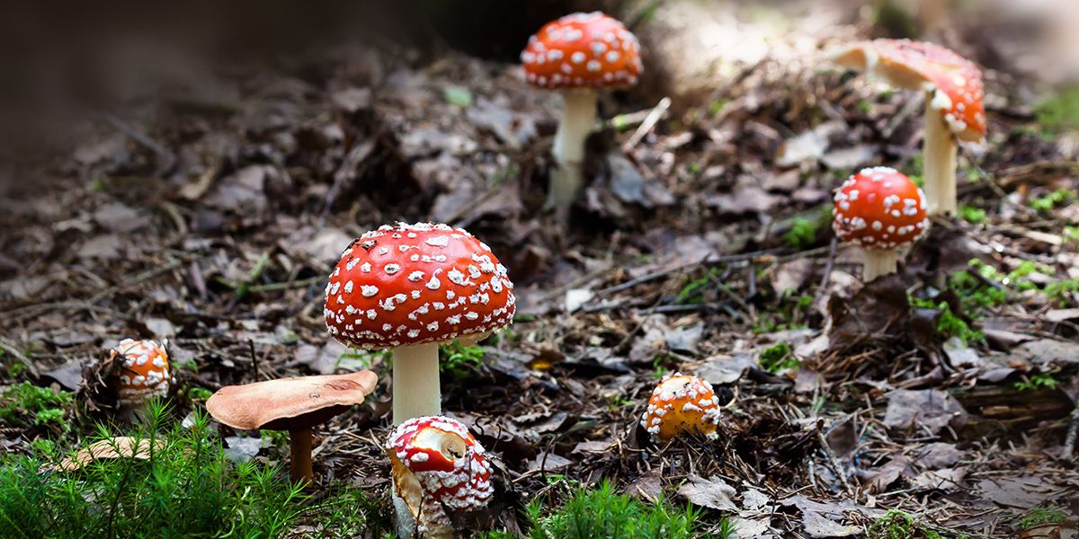 Les champignons toxiques à éviter absolument lors de vos cueillettes