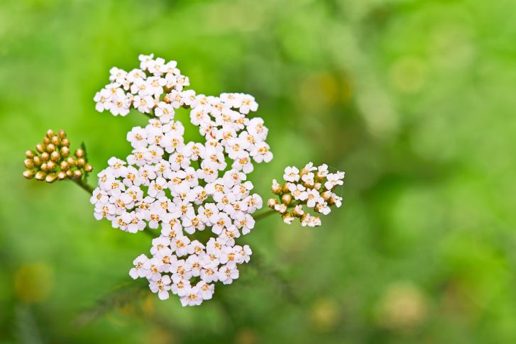 Les bienfaits santé des plantes sauvages