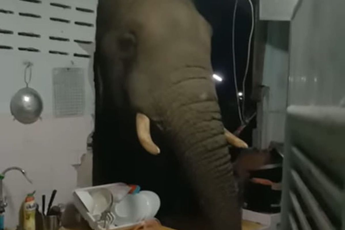 Quand un éléphant devient le chef de votre cuisine