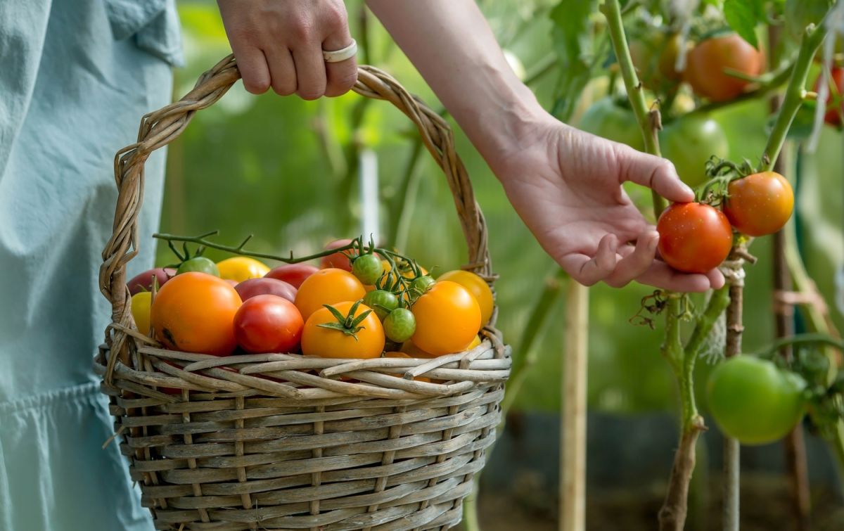 la méthode simplissime pour congeler les tomates sans tracas