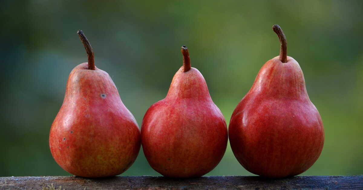 Comment conserver des poires ?