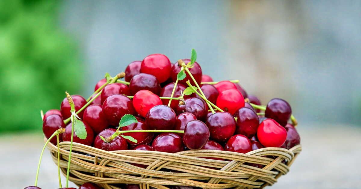 Comment profiter des cerises même en hiver